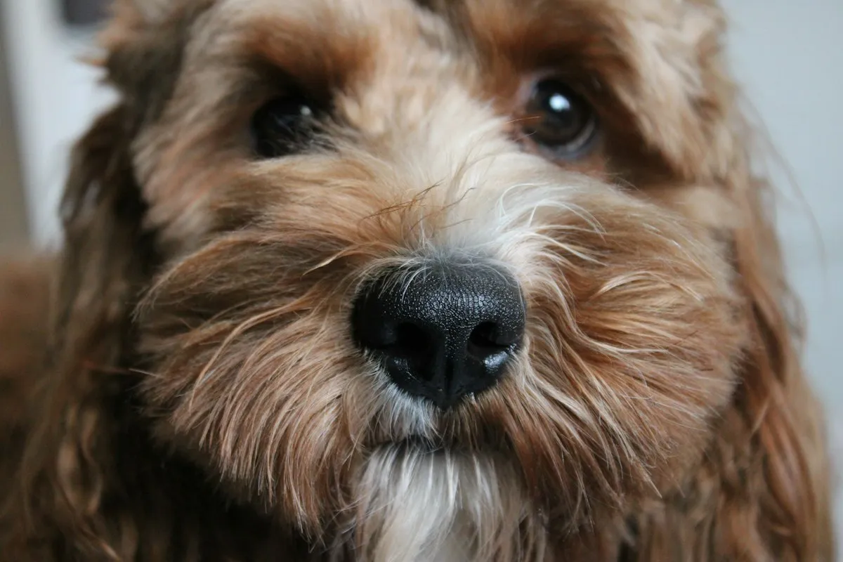Close-up of a furnished Cockapoo face