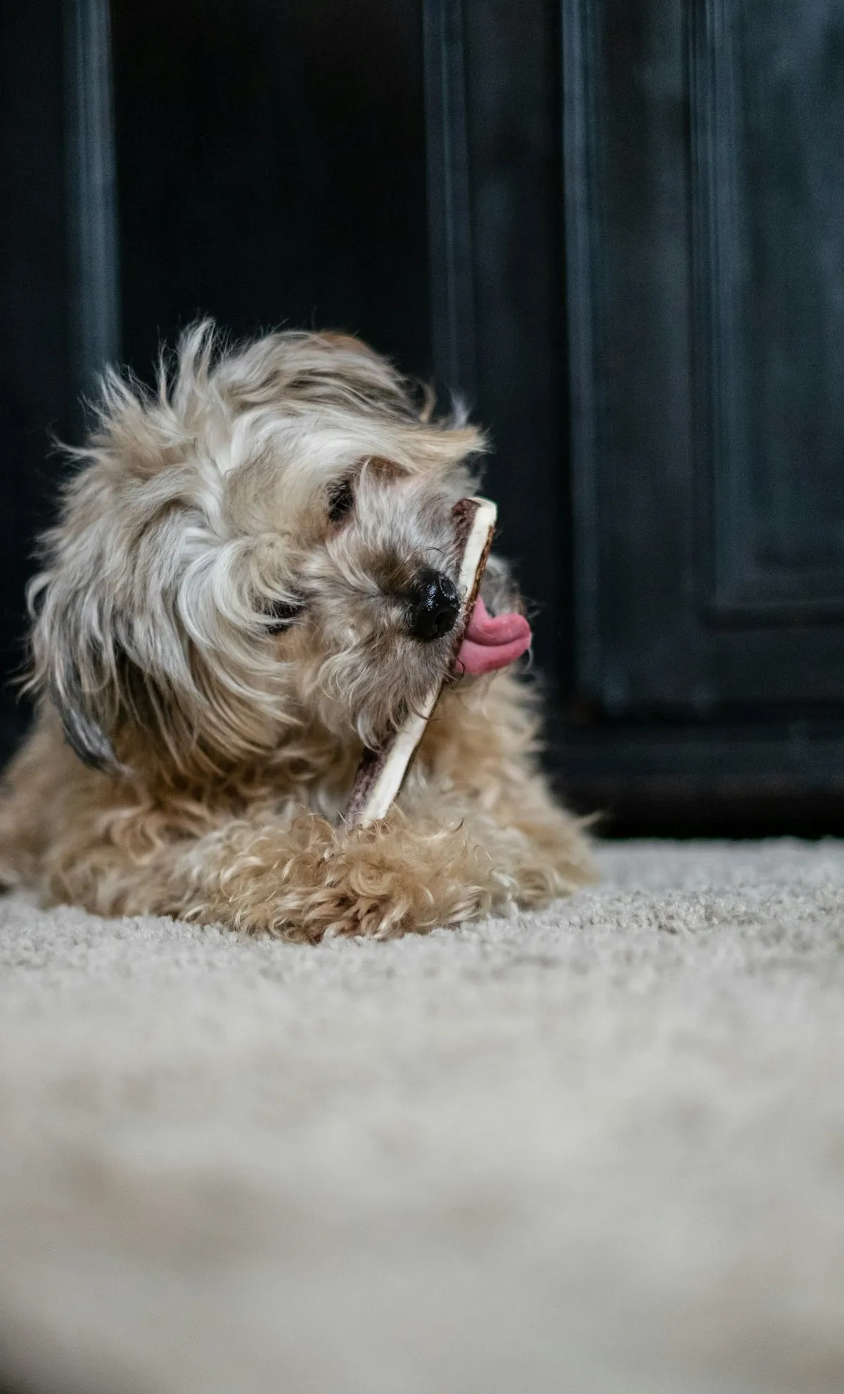Small scruffy dog chewing a dental stick