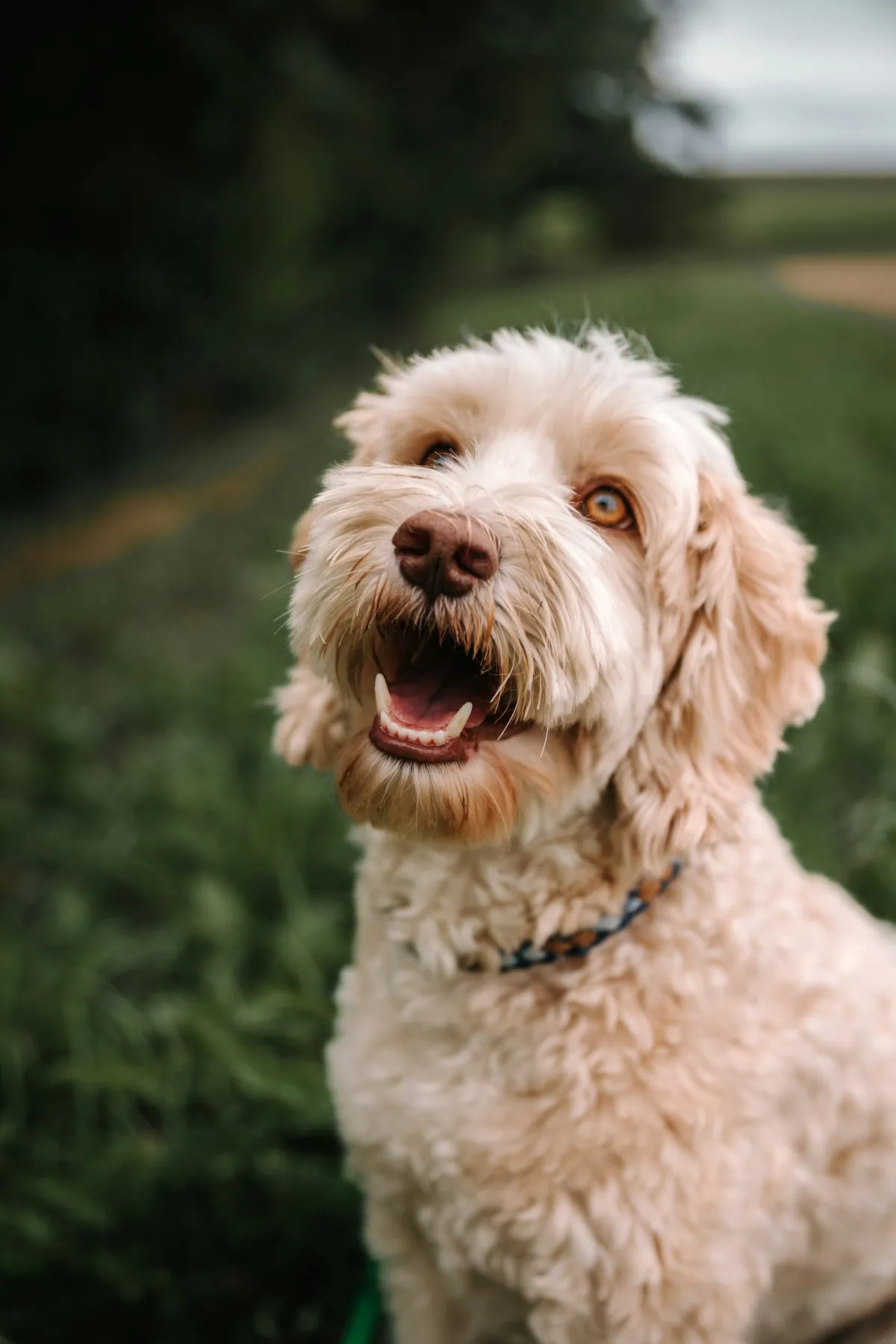 Close-up of a cream Doodle face