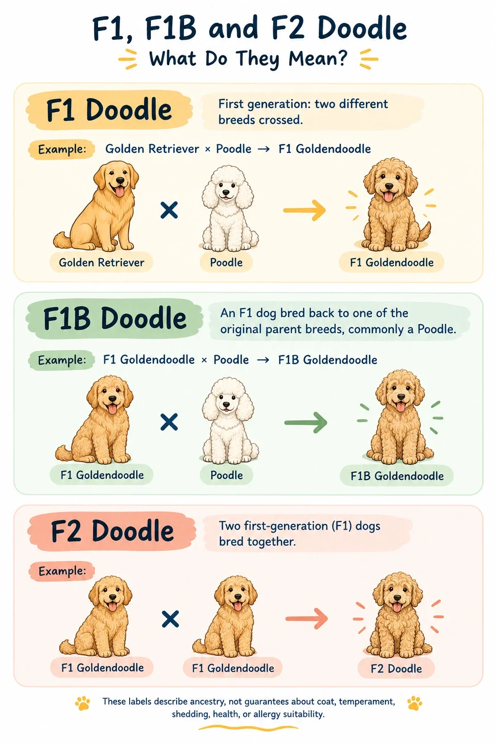 Infographic explaining F1, F1B and F2 Doodle generations: a Golden Retriever crossed with a Poodle gives an F1 Goldendoodle, an F1 bred back to a Poodle gives an F1B, and two F1 dogs bred together give an F2