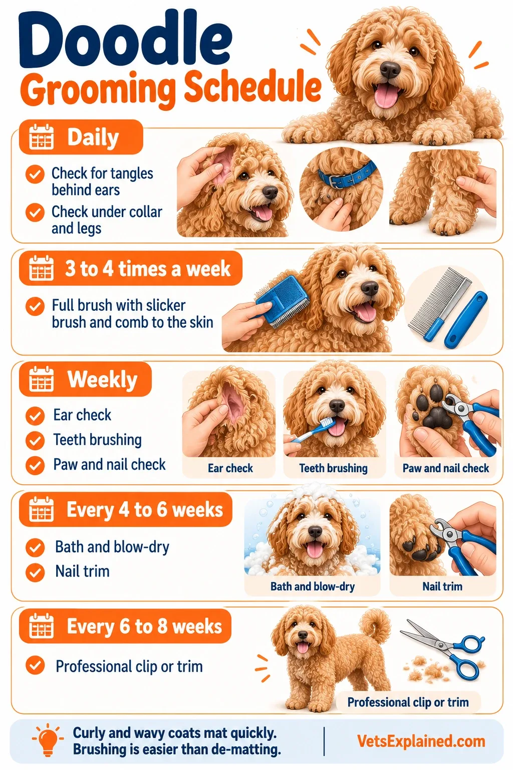 Doodle grooming schedule infographic