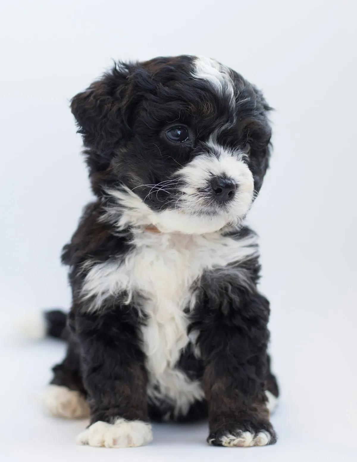 Tri-colour Doodle puppy sitting on a white floor