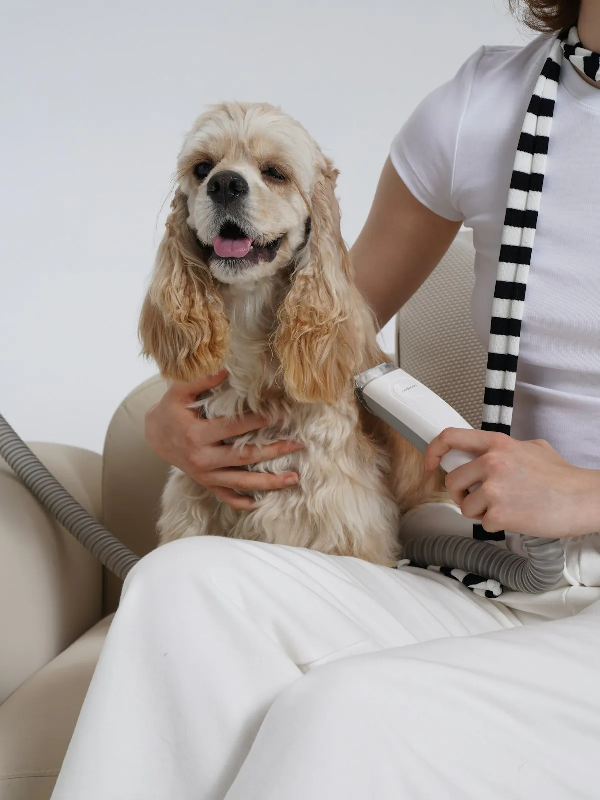 Spaniel-type dog being blow-dried at a grooming salon