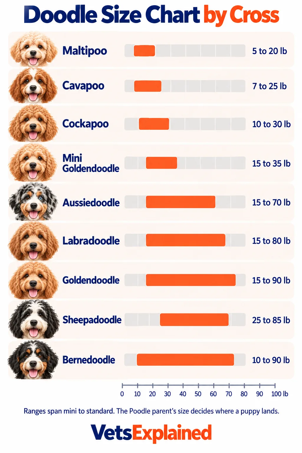 Infographic chart of adult weight ranges for nine Doodle crosses from Maltipoo (5 to 20 lb) to Bernedoodle (10 to 90 lb), shown as bars on a 0 to 100 lb scale