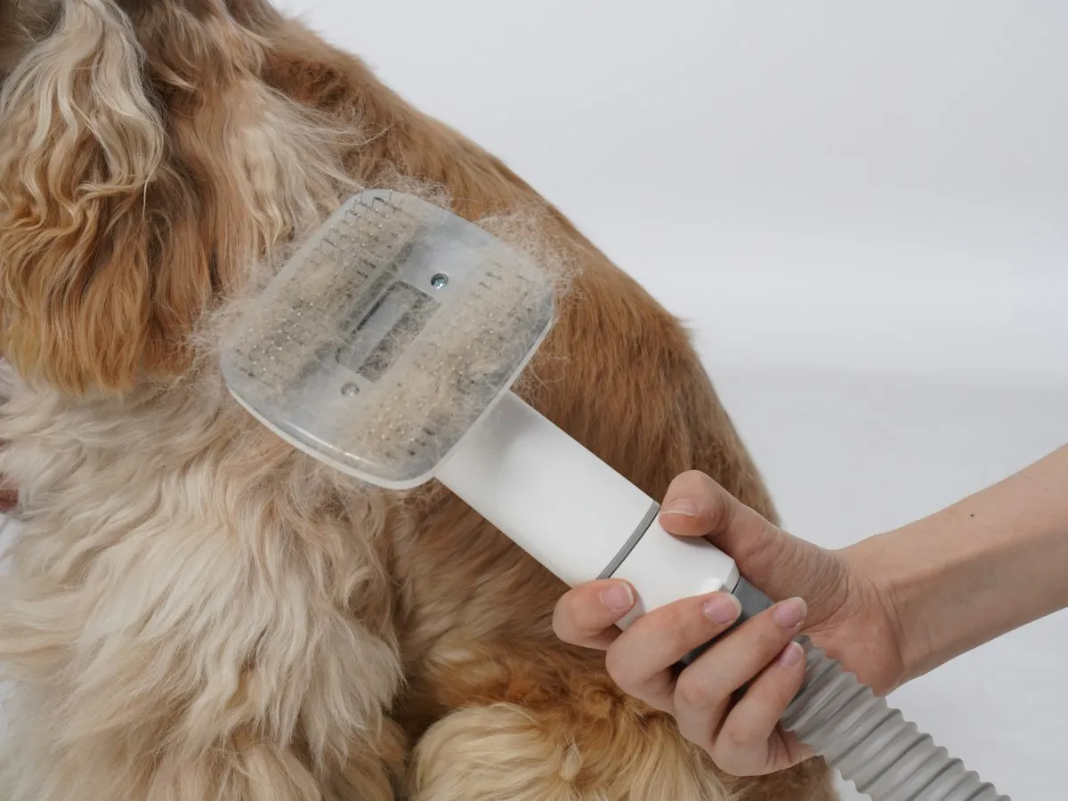 Slicker brush being used on an apricot curly coat