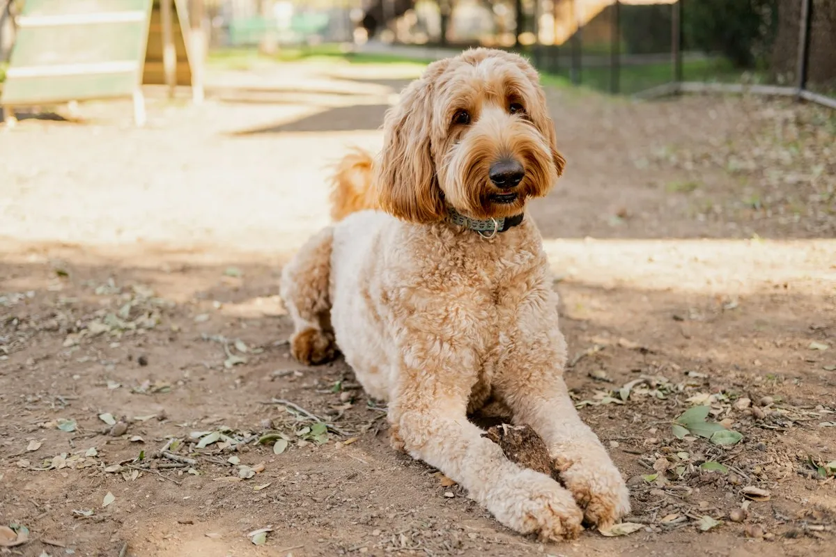 Apricot Goldendoodle with a wavy coat lying on a dirt path