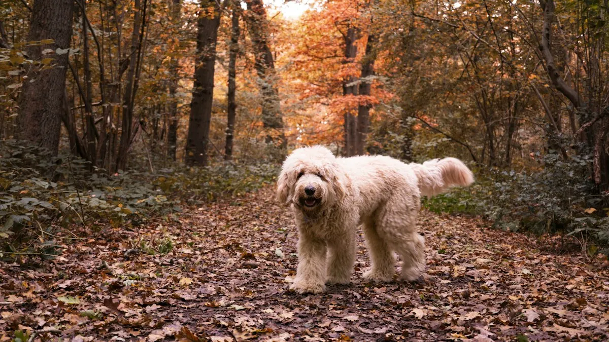 Cream Doodle with a loose wavy coat walking in a forest