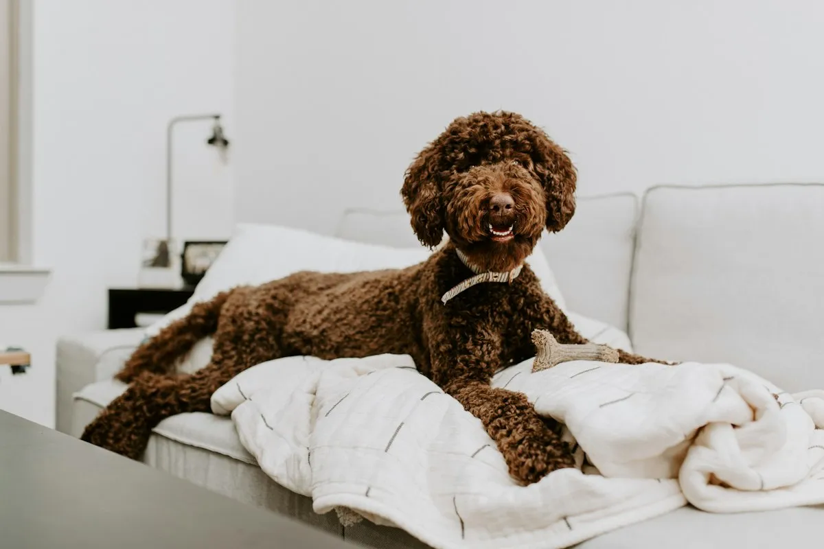 Chocolate Doodle with a tight curly coat lying on a white sofa