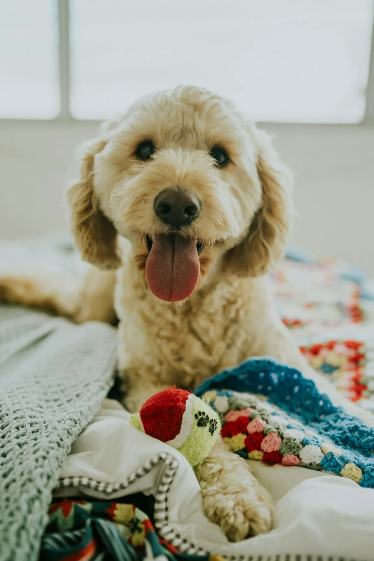 Curly cream Goldendoodle lying on a bed
