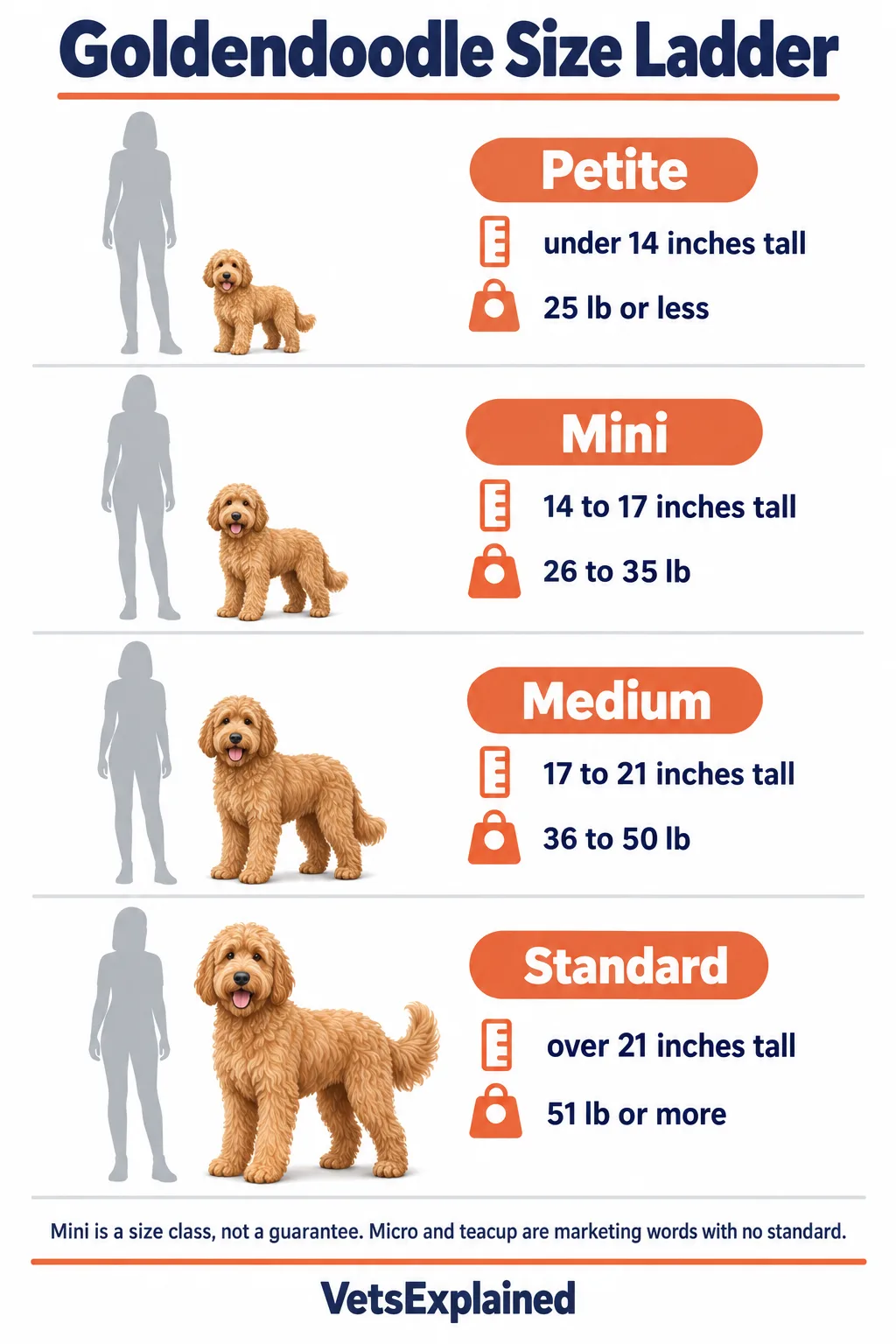 Infographic of the Goldendoodle size ladder: Petite under 14 inches and 25 lb or less, Mini 14 to 17 inches and 26 to 35 lb, Medium 17 to 21 inches and 36 to 50 lb, Standard over 21 inches and 51 lb or more