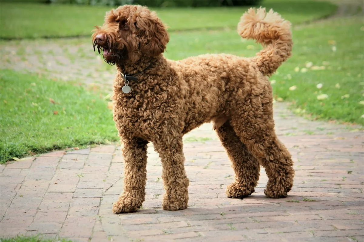 Chocolate standard Labradoodle with a fleece coat standing on a path