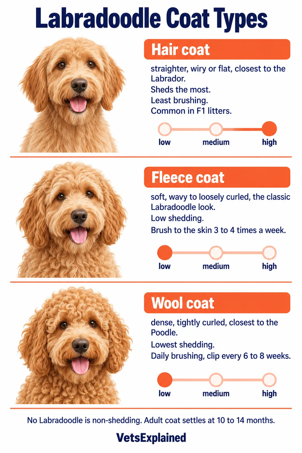 Infographic comparing the three Labradoodle coat types: hair coat (sheds most, least brushing), fleece coat (low shedding, brush three to four times a week) and wool coat (lowest shedding, daily brushing and clipping every six to eight weeks)