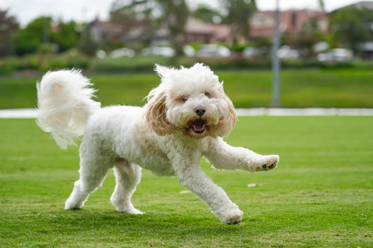 Cream Labradoodle running across a grass field