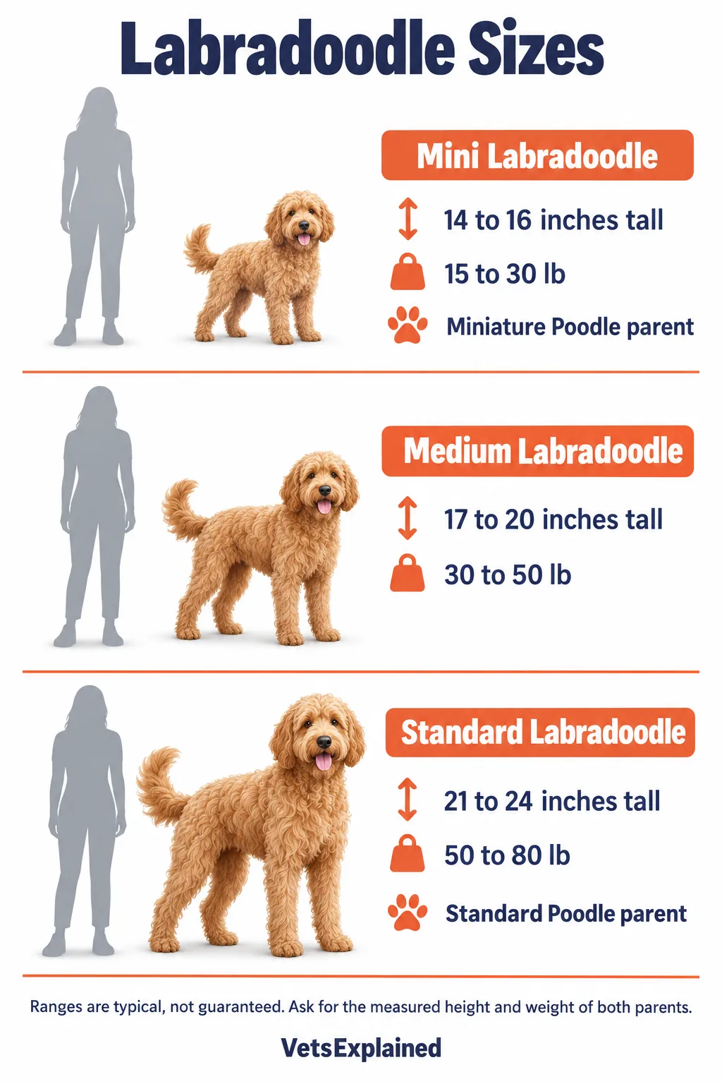 Infographic of Labradoodle sizes: Mini 14 to 16 inches and 15 to 30 lb, Medium 17 to 20 inches and 30 to 50 lb, Standard 21 to 24 inches and 50 to 80 lb, each drawn next to a person for scale