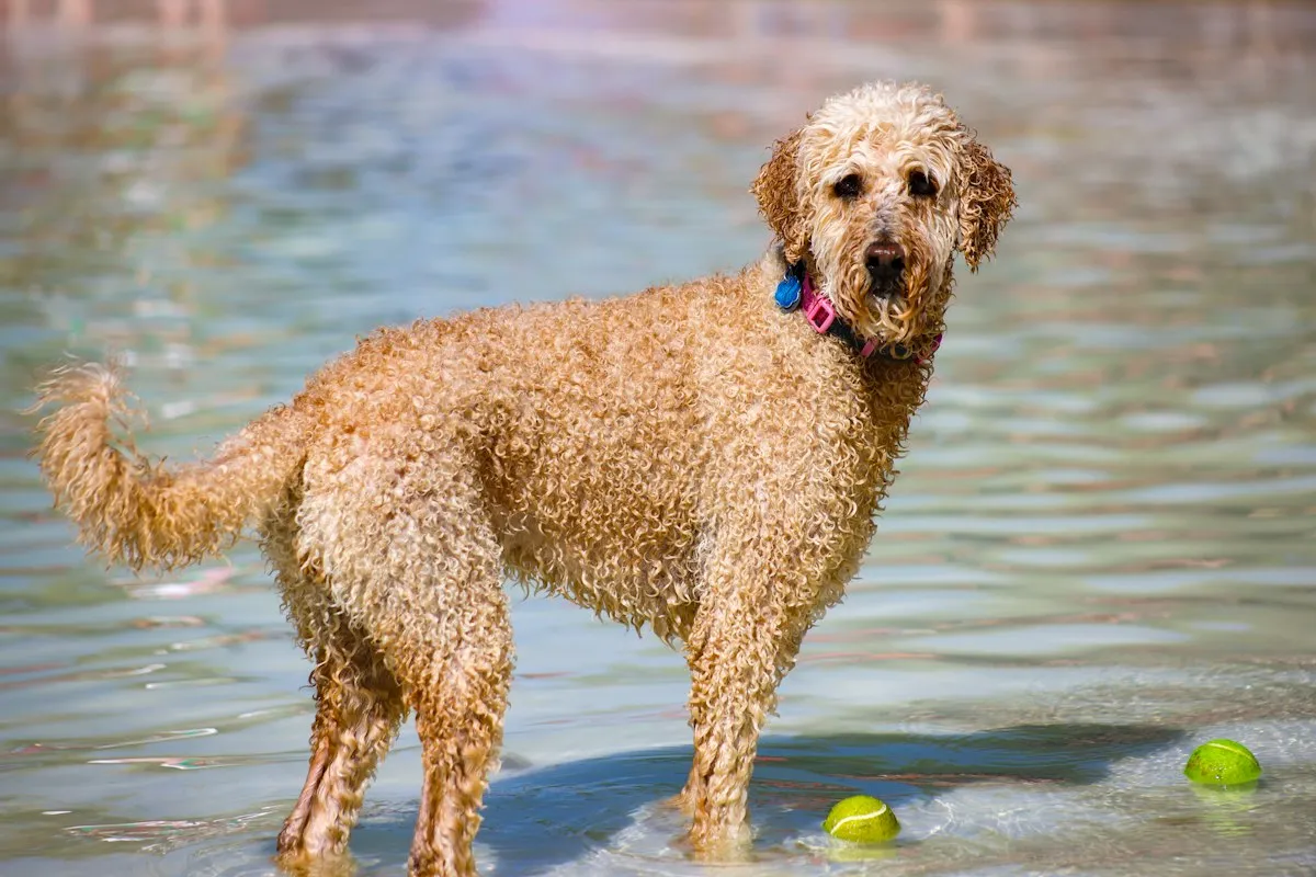 Wet apricot Labradoodle standing in shallow water with tennis balls