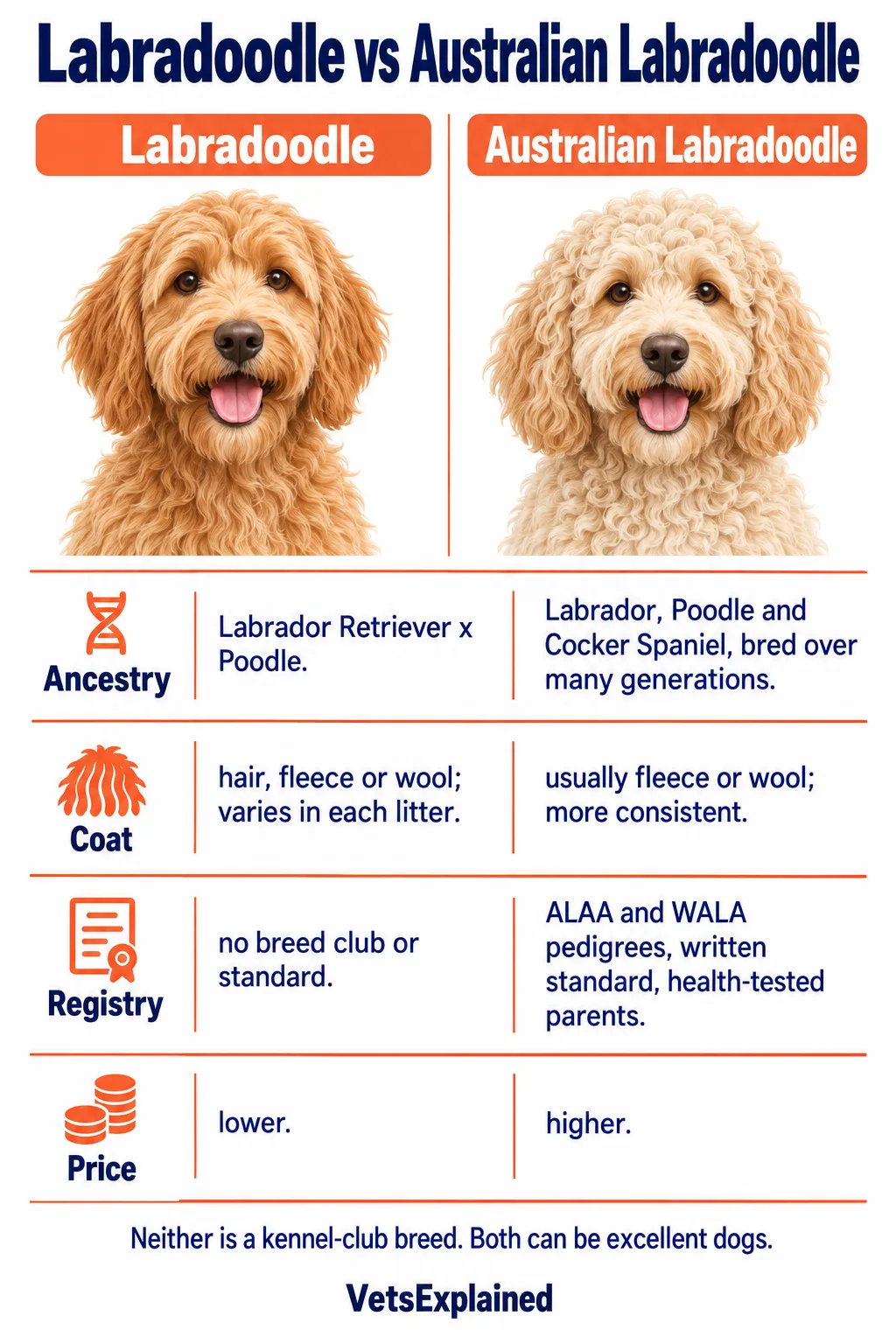 Infographic comparing a Labradoodle with an Australian Labradoodle on ancestry, coat consistency, registry and price