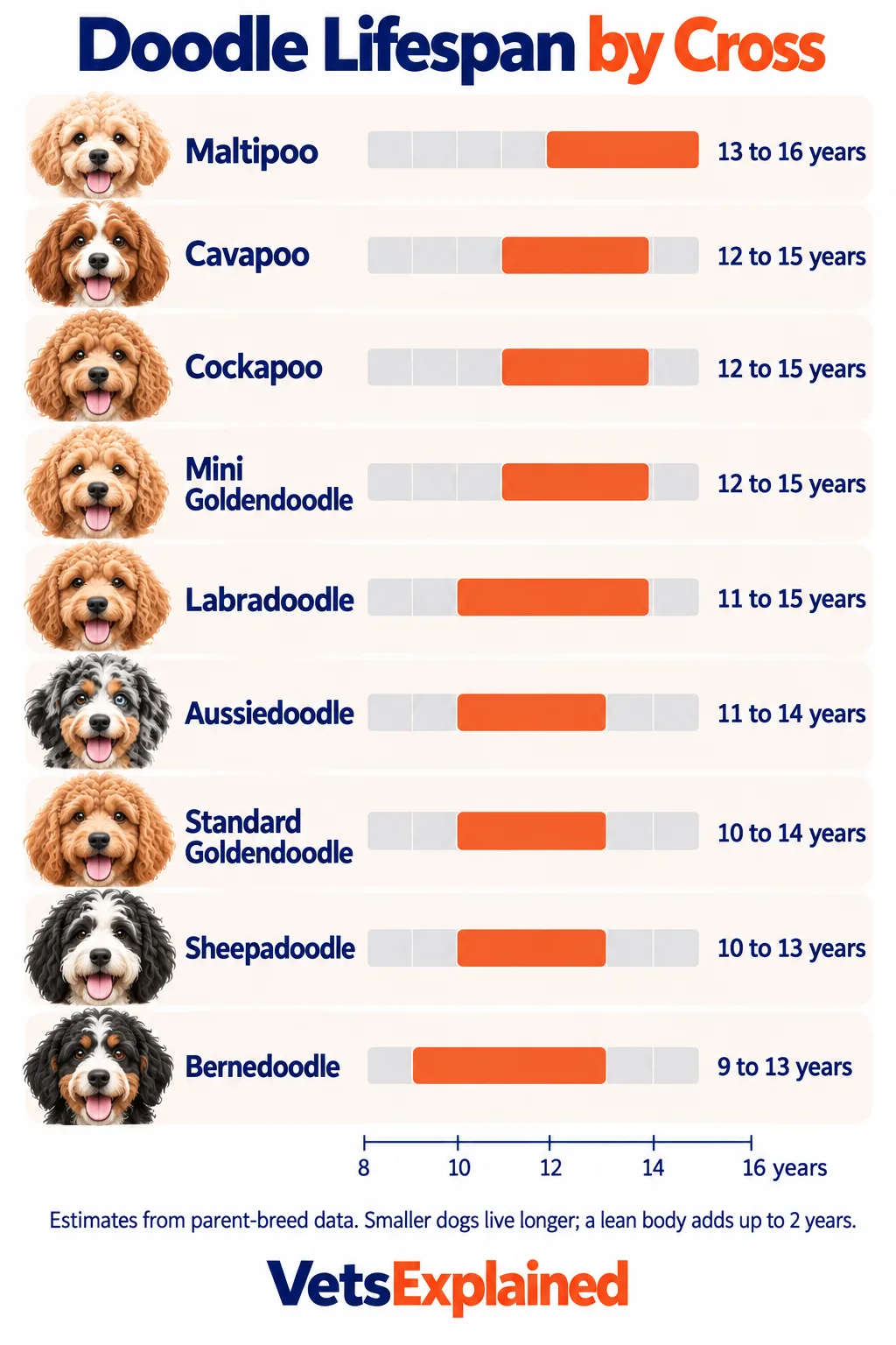 Infographic chart of estimated lifespan ranges for nine Doodle crosses from Maltipoo (13 to 16 years) to Bernedoodle (9 to 13 years), shown as bars on an 8 to 16 year scale