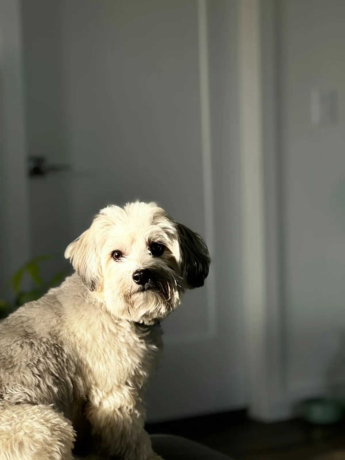 White Maltipoo sitting on a chair indoors