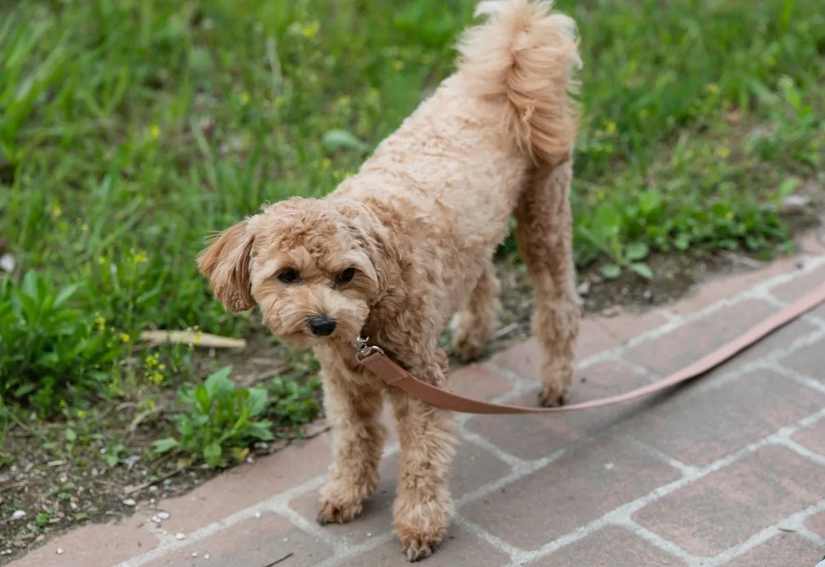 Apricot Maltipoo walking on a lead