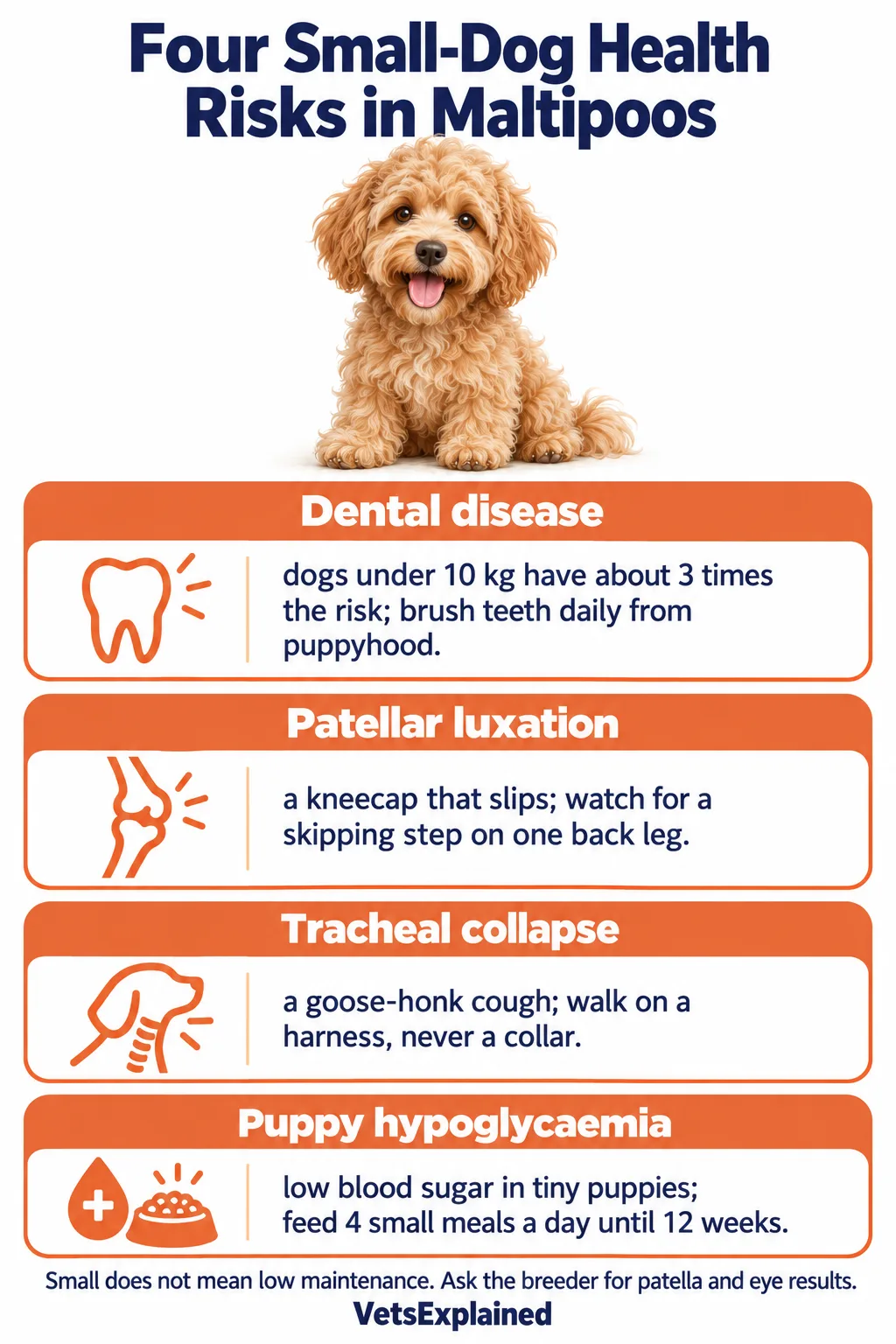 Infographic of four small-dog health risks in Maltipoos: dental disease (about three times the risk under 10 kg), patellar luxation, tracheal collapse and puppy hypoglycaemia, with what to do about each