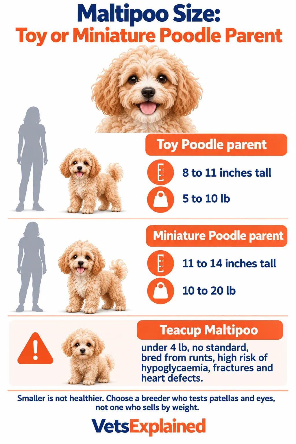 Infographic of Maltipoo sizes: Toy Poodle parent gives 8 to 11 inches and 5 to 10 lb, Miniature Poodle parent gives 11 to 14 inches and 10 to 20 lb, with a warning about teacup Maltipoos under 4 lb