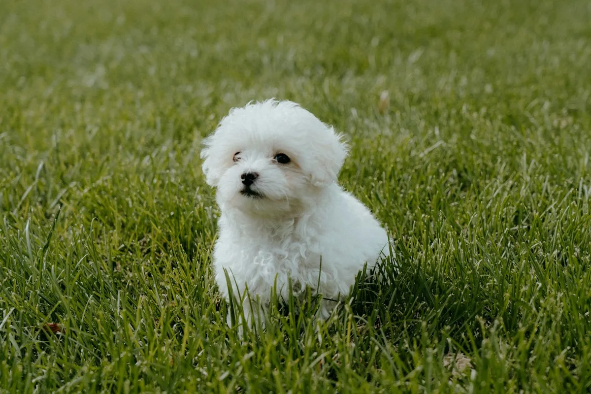 White Maltipoo puppy sitting on grass