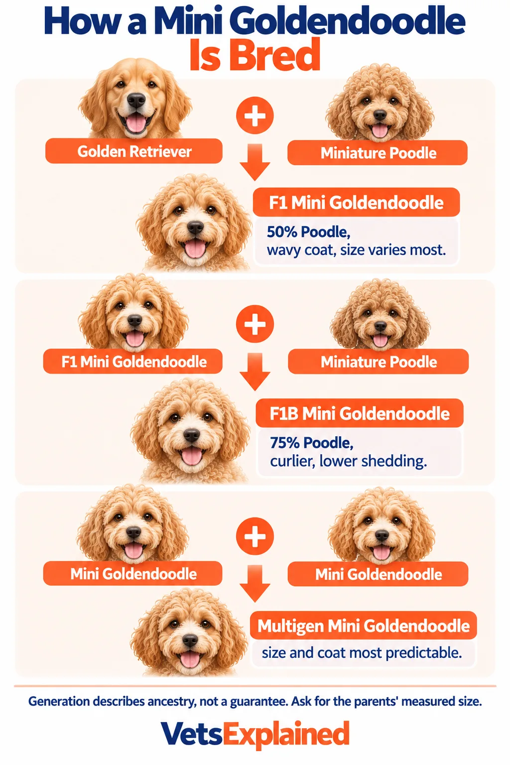 Flow diagram of how a Mini Goldendoodle is bred: Golden Retriever and Miniature Poodle give an F1 (50% Poodle), F1 back to a Miniature Poodle gives an F1B (75% Poodle, curlier), and Mini Goldendoodle to Mini Goldendoodle gives a multigen with the most predictable size and coat