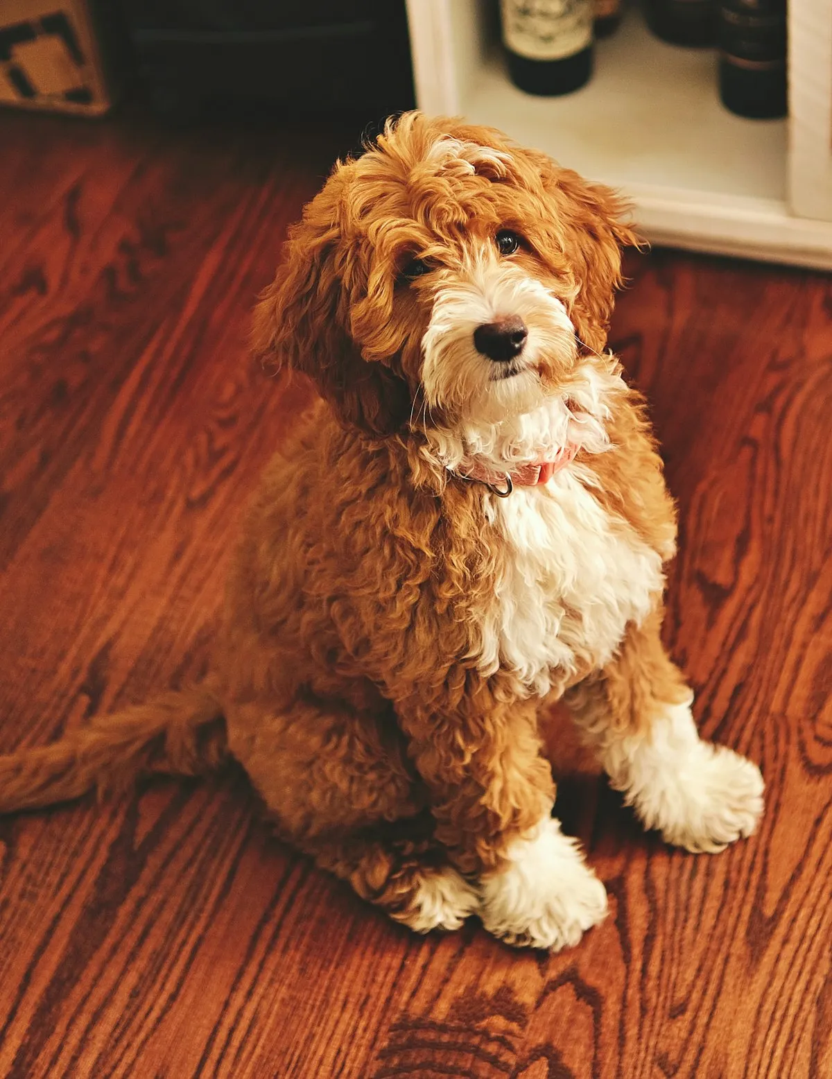 Apricot Mini Goldendoodle sitting on a wooden floor
