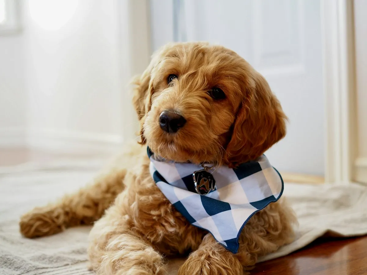 Mini Goldendoodle puppy wearing a bandana