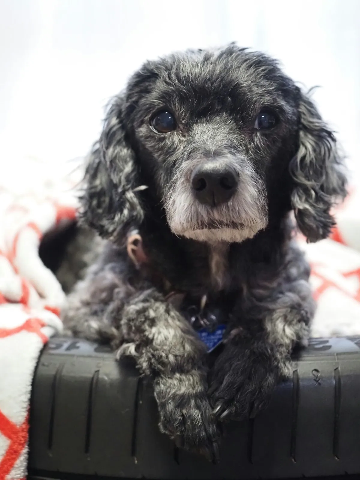 Black curly-coated senior dog with a grey muzzle resting