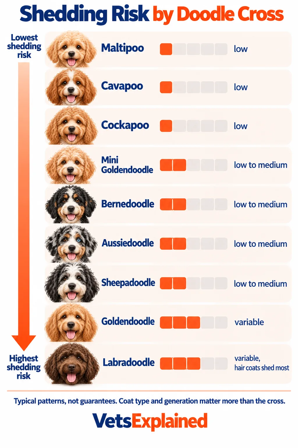Infographic ranking nine Doodle crosses by typical shedding risk from Maltipoo, Cavapoo and Cockapoo (low) through Mini Goldendoodle, Bernedoodle, Aussiedoodle and Sheepadoodle (low to medium) to Goldendoodle and Labradoodle (variable)
