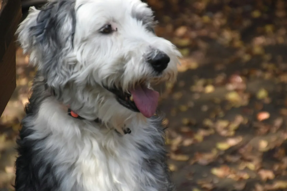 Black and white adult Sheepadoodle with a red collar