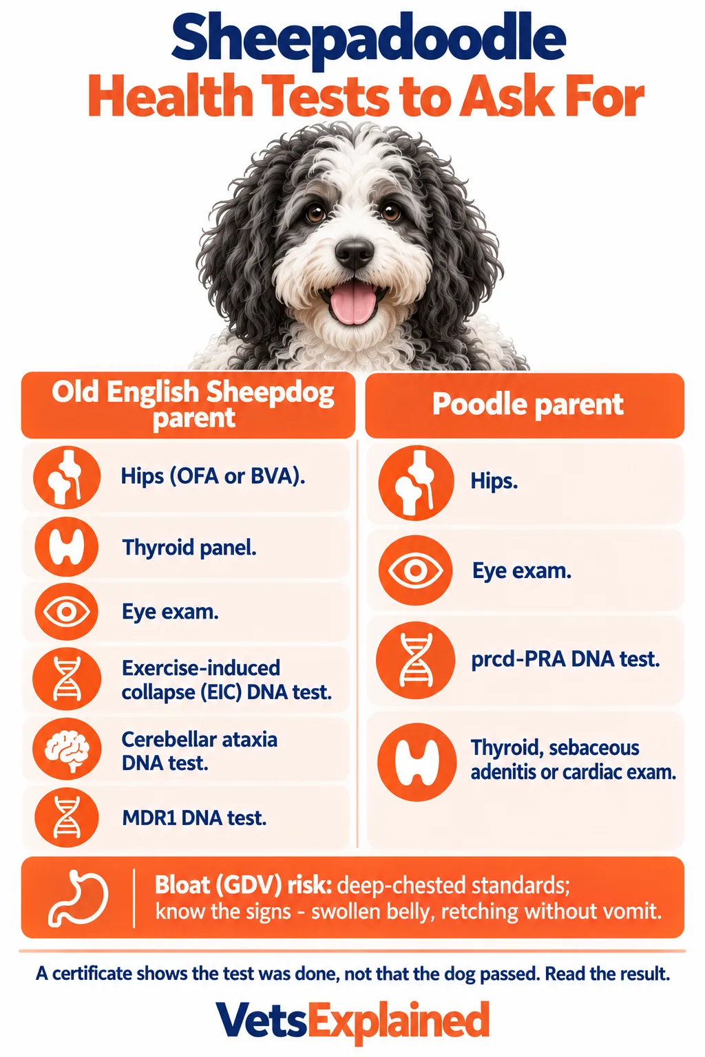 Infographic of Sheepadoodle health tests by parent: Old English Sheepdog side hips, thyroid, eyes, EIC, cerebellar ataxia and MDR1 DNA tests; Poodle side hips, eyes, prcd-PRA and thyroid, sebaceous adenitis or cardiac exam; plus bloat warning signs
