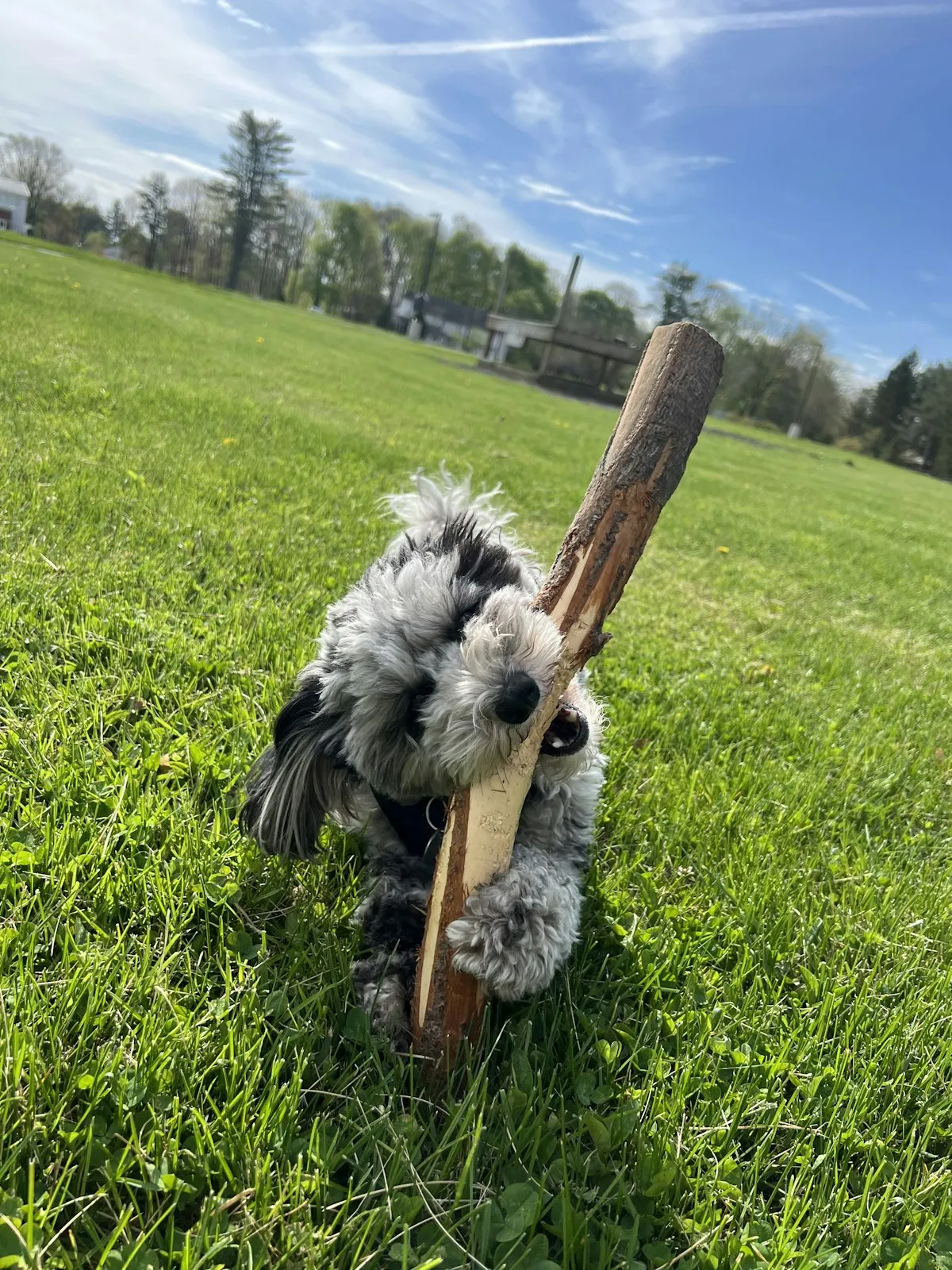 Sheepadoodle puppy carrying a stick on a lawn