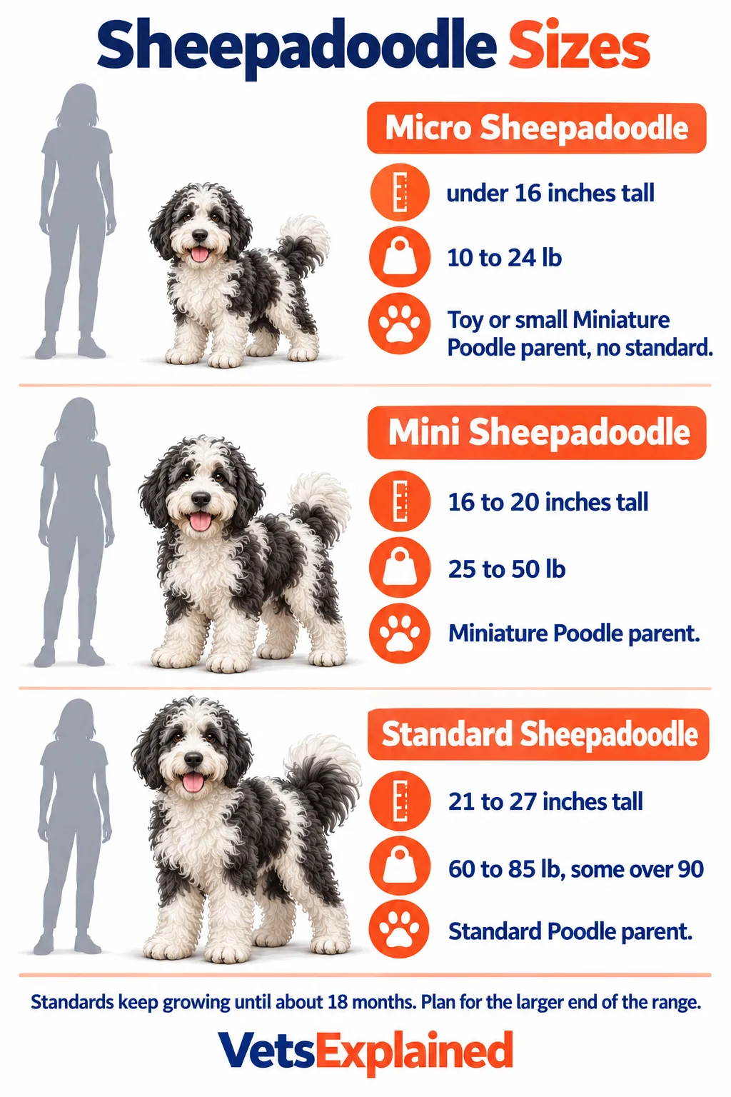 Infographic of Sheepadoodle sizes: Micro under 16 inches and 10 to 24 lb, Mini 16 to 20 inches and 25 to 50 lb, Standard 21 to 27 inches and 60 to 85 lb with some over 90, each next to a person for scale