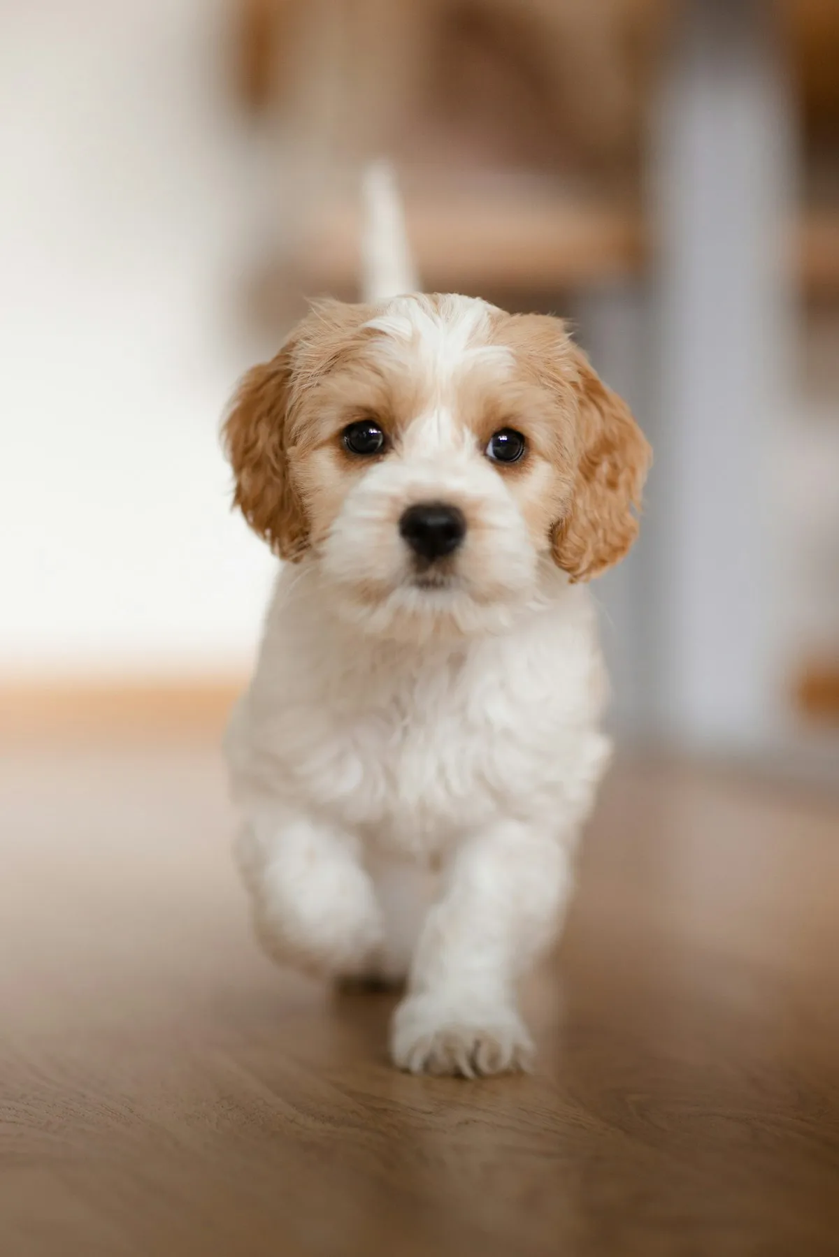 Small white and tan Doodle puppy sitting on a wooden floor