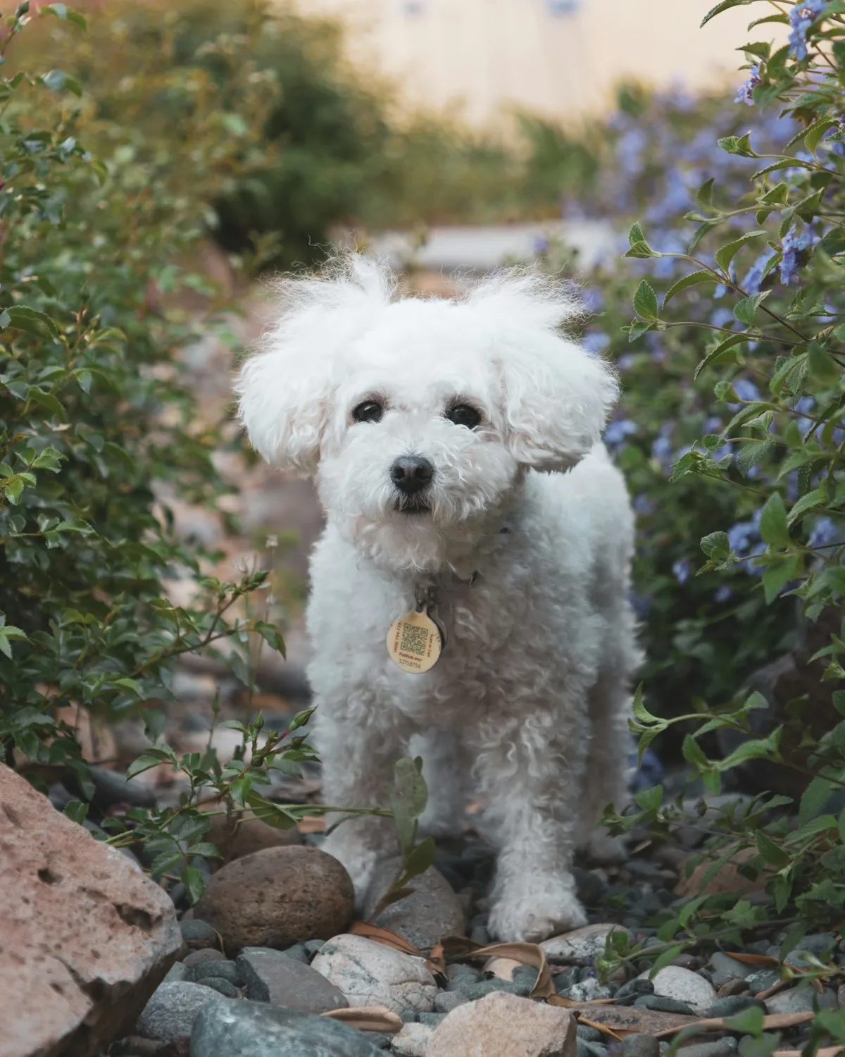 Small white Maltipoo standing on rocky ground