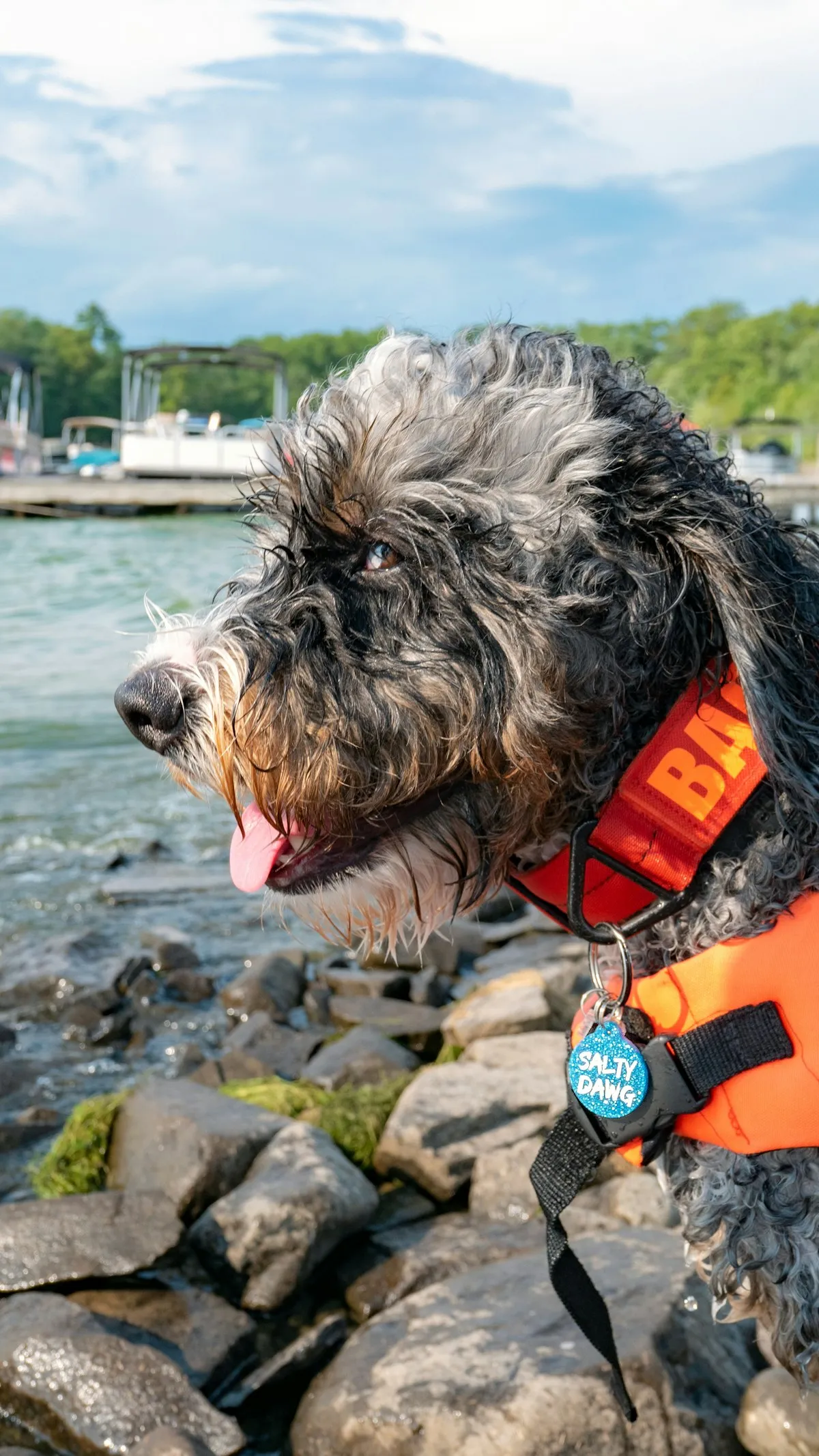 Large wet standard Bernedoodle at the water's edge