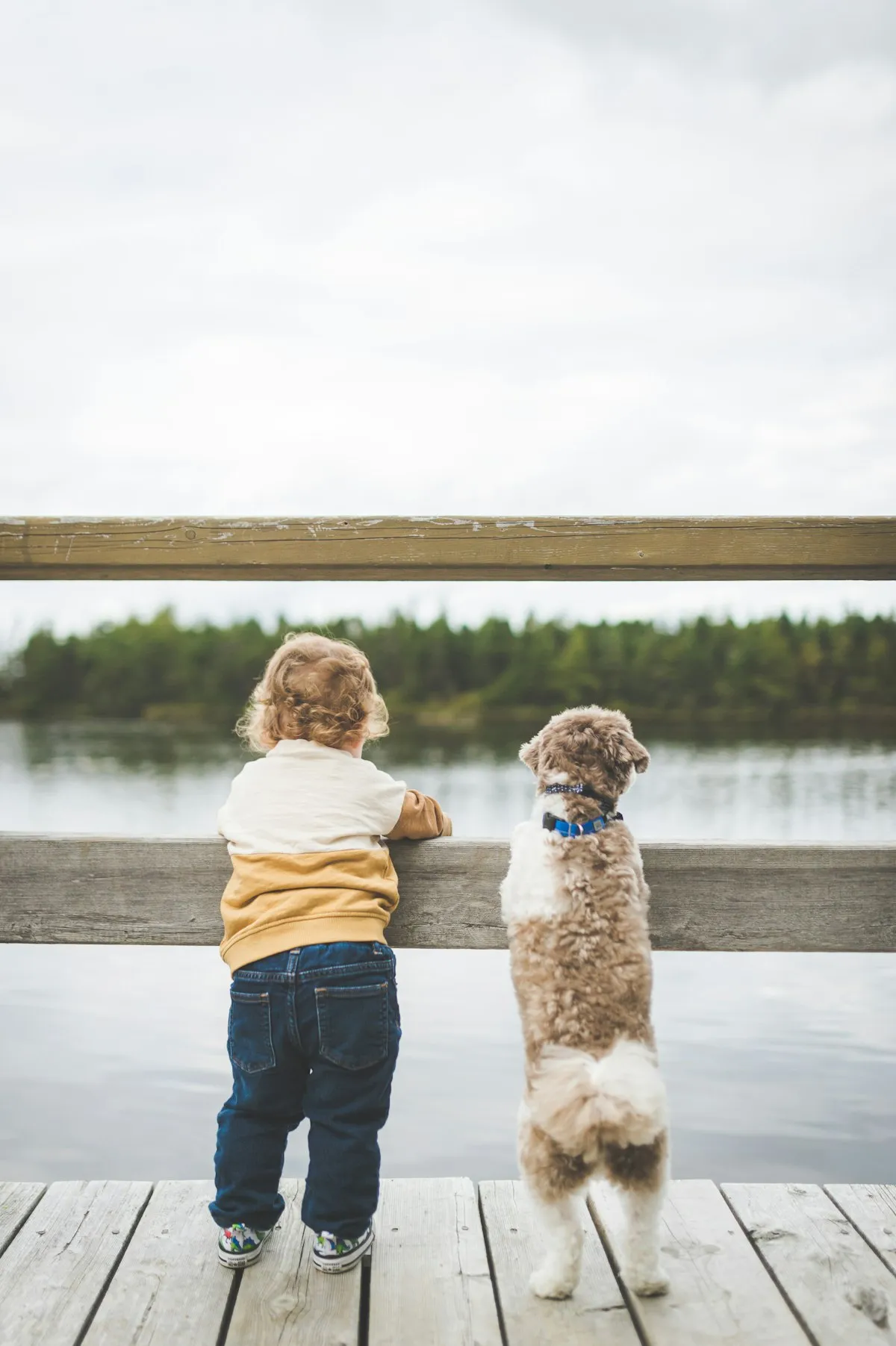 Toddler and a small Doodle looking over a lake from a dock