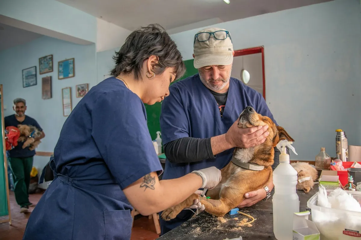 Two veterinary staff examining a young dog on a clinic table