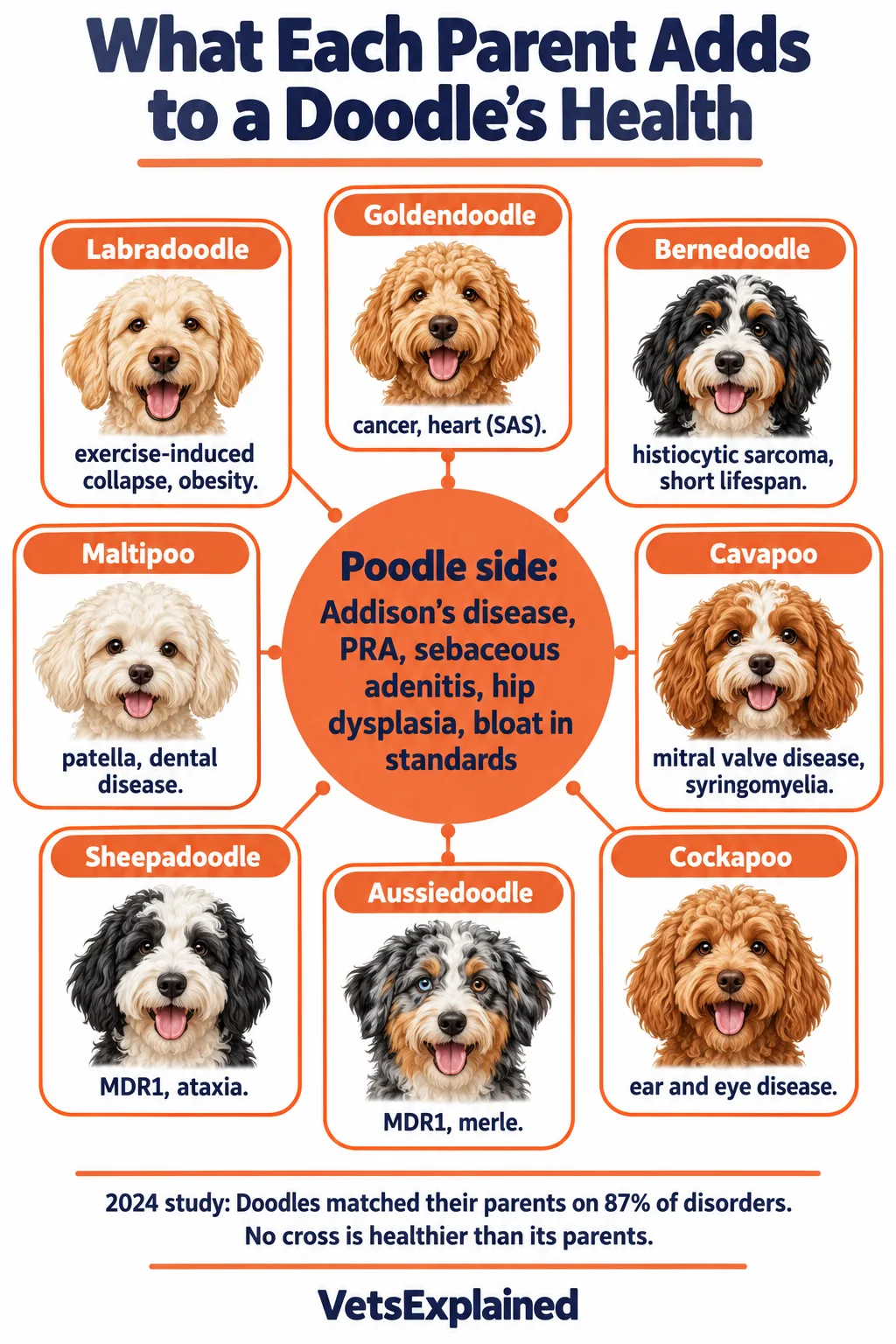 Infographic wheel showing Poodle-side health risks in the centre (Addison's disease, PRA, sebaceous adenitis, hip dysplasia, bloat) and the extra risk each of eight Doodle crosses inherits from its other parent