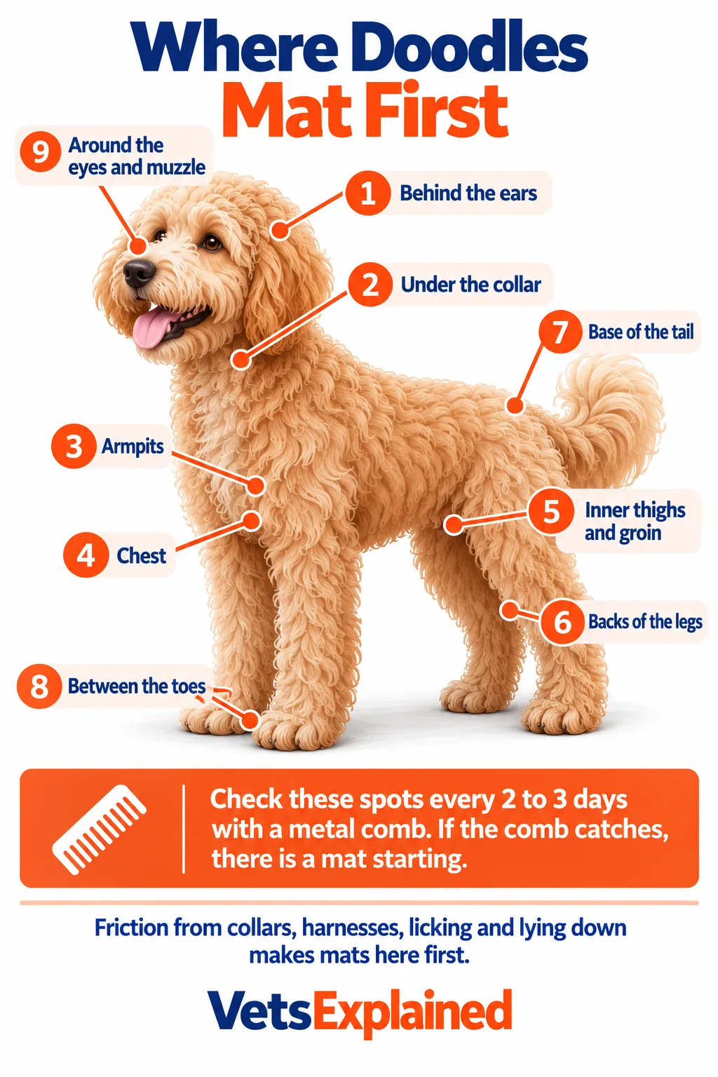 Body map of a Doodle showing the nine places mats start first: behind the ears, under the collar, armpits, chest, inner thighs and groin, backs of the legs, base of the tail, between the toes, and around the eyes and muzzle